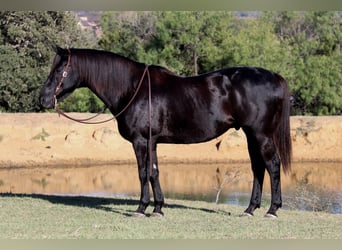 American Quarter Horse, Gelding, 15 years, Black