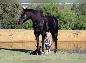 American Quarter Horse, Gelding, 15 years, Black