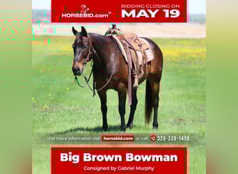 American Quarter Horse, Gelding, 15 years, Brown