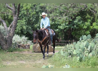 American Quarter Horse, Gelding, 15 years, Brown
