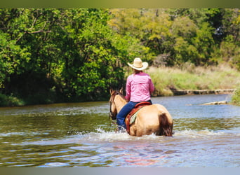 American Quarter Horse, Gelding, 15 years, Buckskin