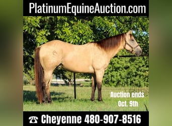 American Quarter Horse, Gelding, 15 years, Buckskin