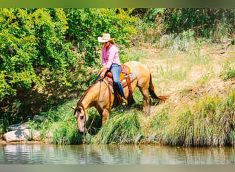 American Quarter Horse, Gelding, 15 years, Buckskin