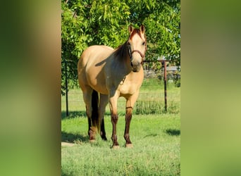 American Quarter Horse, Gelding, 15 years, Buckskin