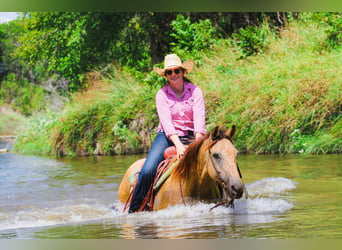 American Quarter Horse, Gelding, 15 years, Buckskin