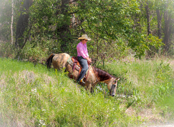 American Quarter Horse, Gelding, 15 years, Buckskin