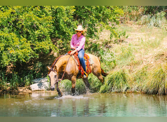 American Quarter Horse, Gelding, 15 years, Buckskin