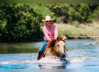 American Quarter Horse, Gelding, 15 years, Buckskin