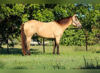 American Quarter Horse, Gelding, 15 years, Buckskin