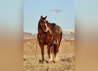 American Quarter Horse, Gelding, 15 years, Chestnut