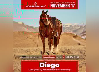 American Quarter Horse, Gelding, 15 years, Chestnut