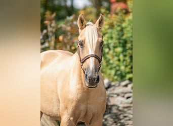 American Quarter Horse, Gelding, 15 years, Palomino