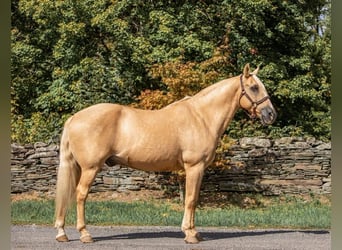 American Quarter Horse, Gelding, 15 years, Palomino