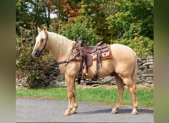 American Quarter Horse, Gelding, 15 years, Palomino