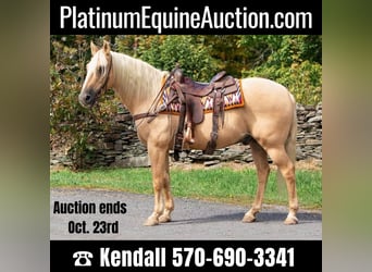 American Quarter Horse, Gelding, 15 years, Palomino