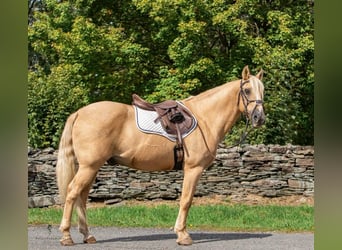 American Quarter Horse, Gelding, 15 years, Palomino