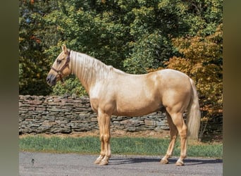 American Quarter Horse, Gelding, 15 years, Palomino