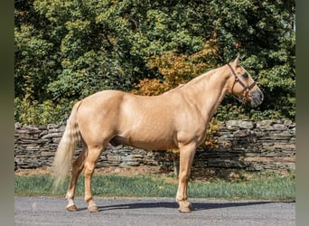 American Quarter Horse, Gelding, 15 years, Palomino
