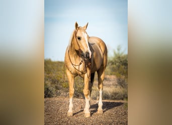 American Quarter Horse, Gelding, 15 years, Palomino