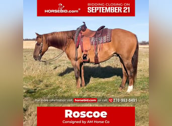 American Quarter Horse, Gelding, 15 years, Red Dun