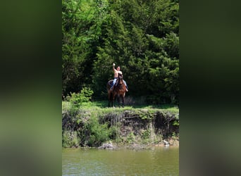 American Quarter Horse, Gelding, 15 years, Roan-Bay