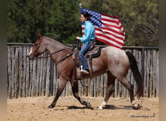 American Quarter Horse, Gelding, 15 years, Roan-Bay