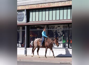 American Quarter Horse, Gelding, 15 years, Roan-Bay