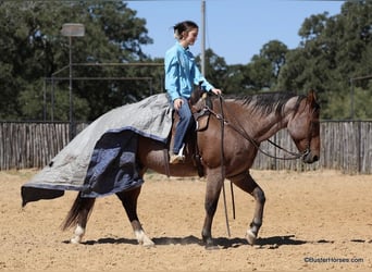 American Quarter Horse, Gelding, 15 years, Roan-Bay