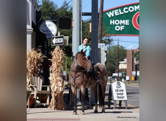 American Quarter Horse, Gelding, 15 years, Roan-Bay