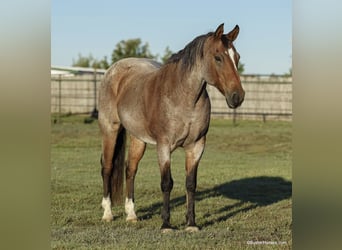 American Quarter Horse, Gelding, 15 years, Roan-Bay