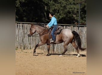 American Quarter Horse, Gelding, 15 years, Roan-Bay