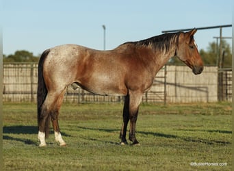 American Quarter Horse, Gelding, 15 years, Roan-Bay