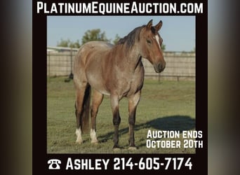 American Quarter Horse, Gelding, 15 years, Roan-Bay