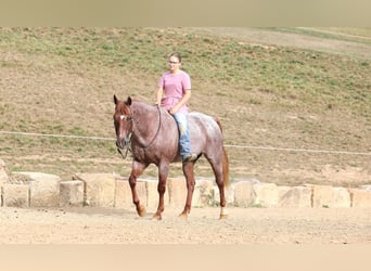 American Quarter Horse, Gelding, 15 years, Roan-Red