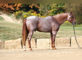 American Quarter Horse, Gelding, 15 years, Roan-Red