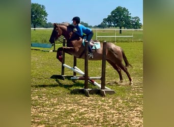 American Quarter Horse, Gelding, 15 years, Roan-Red