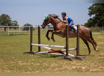 American Quarter Horse, Gelding, 15 years, Roan-Red