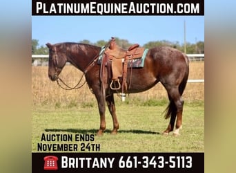 American Quarter Horse, Gelding, 15 years, Roan-Red