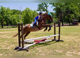 American Quarter Horse, Gelding, 15 years, Roan-Red