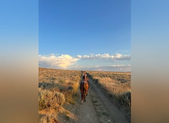 American Quarter Horse, Gelding, 15 years, Roan-Red