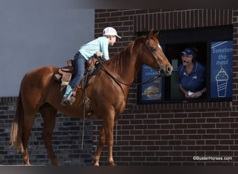 American Quarter Horse, Gelding, 15 years, Sorrel