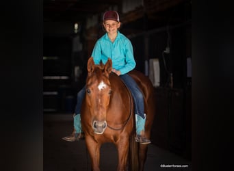 American Quarter Horse, Gelding, 15 years, Sorrel