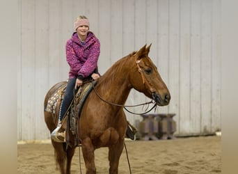 American Quarter Horse, Gelding, 15 years, Sorrel