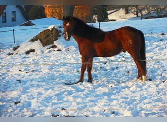 American Quarter Horse, Gelding, 16 years, 14.1 hh, Brown