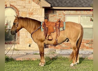 American Quarter Horse, Gelding, 16 years, 14,2 hh, Dun