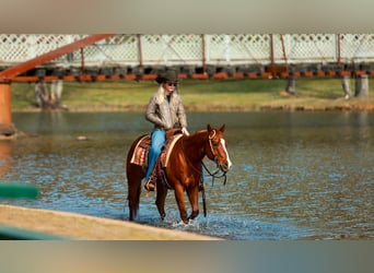 American Quarter Horse, Gelding, 16 years, 14.2 hh, Sorrel