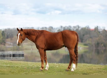 American Quarter Horse, Gelding, 16 years, 14.2 hh, Sorrel