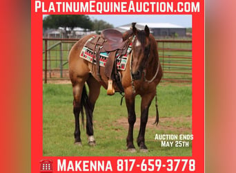 American Quarter Horse, Gelding, 16 years, 14.3 hh, Buckskin