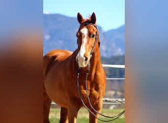 American Quarter Horse, Gelding, 16 years, 14.3 hh, Chestnut-Red
