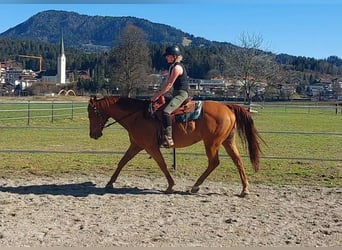 American Quarter Horse, Gelding, 16 years, 14.3 hh, Chestnut-Red